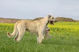 IRISH WOLFHOUND 020